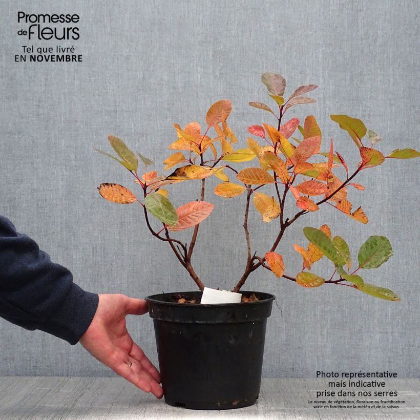 Cotinus Grace - Smoke Bush 7.5L/10L pot sample as delivered in autumn