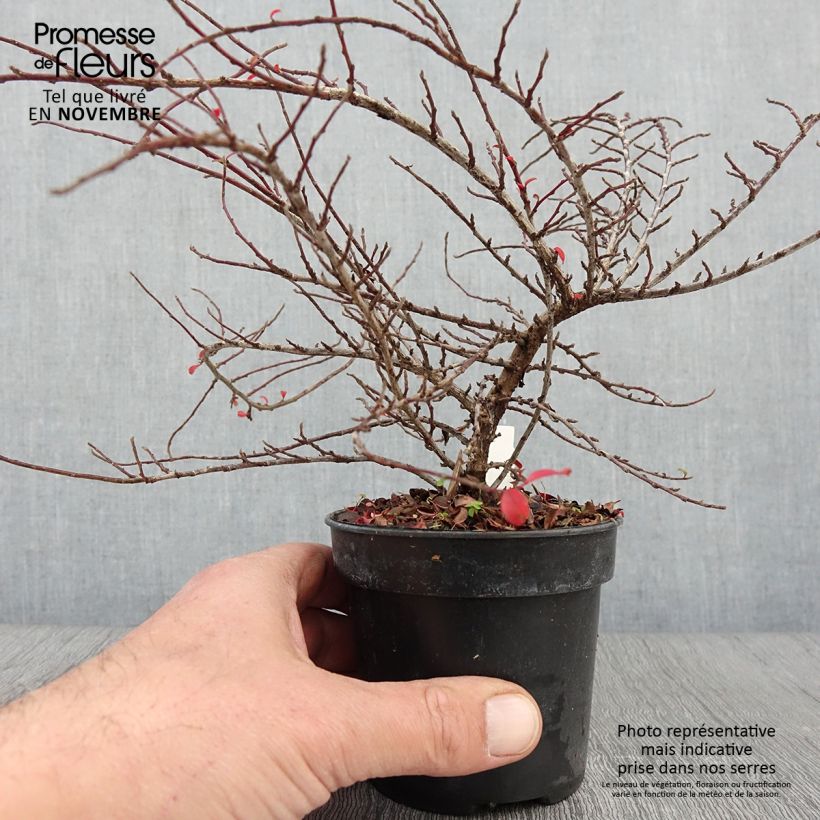 Cotoneaster adpressus Little Gem 10cm/11cm pot sample as delivered in autumn