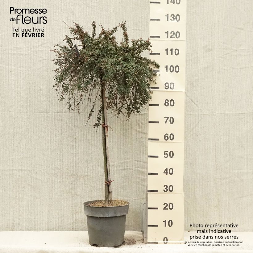 Cotoneaster congestus 7.5L/10L pot sample as delivered in winter