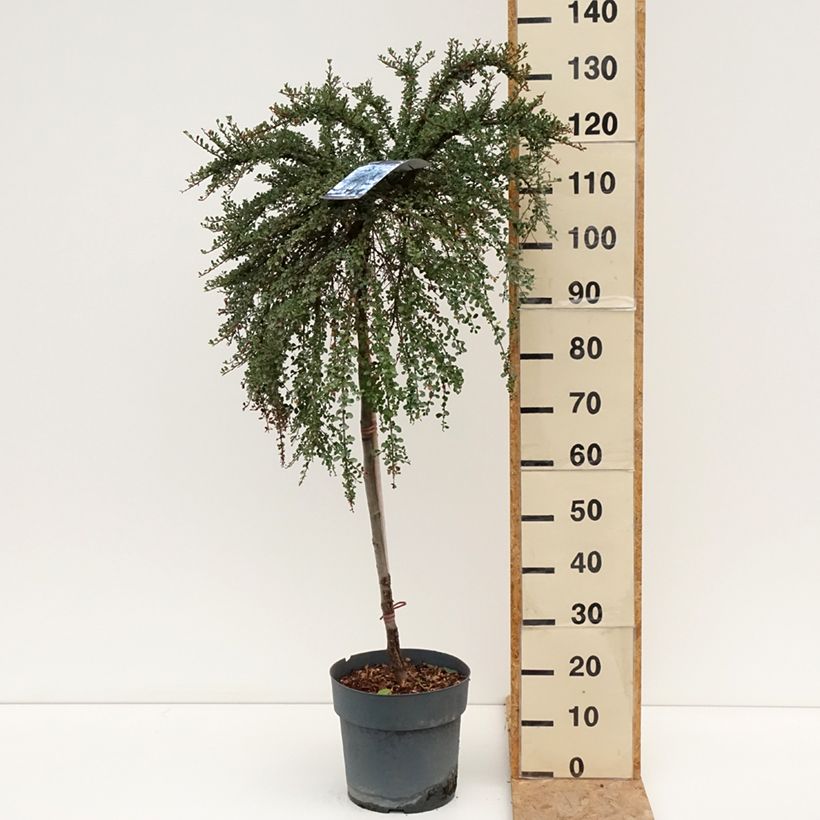 Cotoneaster congestus 7.5L/10L pot sample as delivered in summer