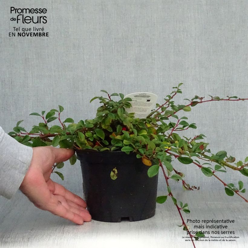 Cotoneaster dammeri 2L/3L pot sample as delivered in autumn