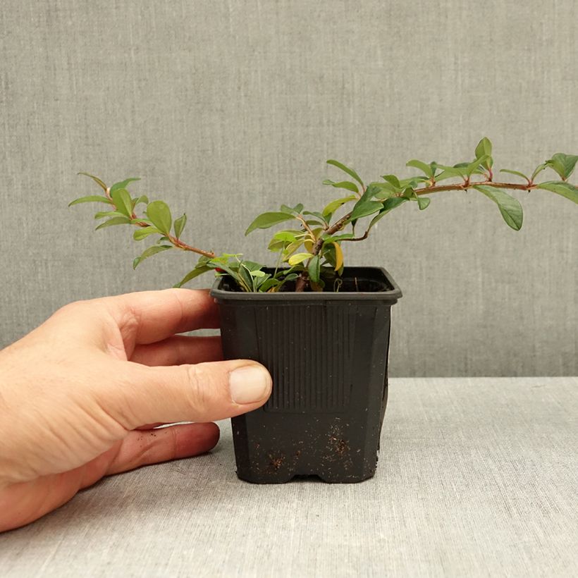 Cotoneaster dammeri 8/9 cm pot sample as delivered in autumn