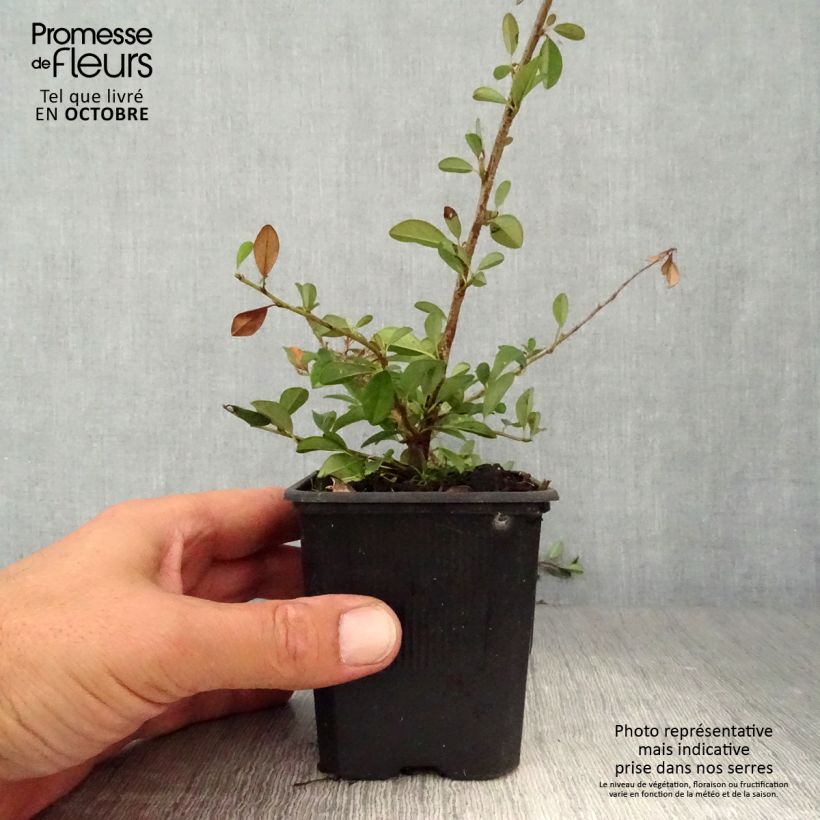 Cotoneaster dammeri Eichholz 8/9 cm pot sample as delivered in autumn