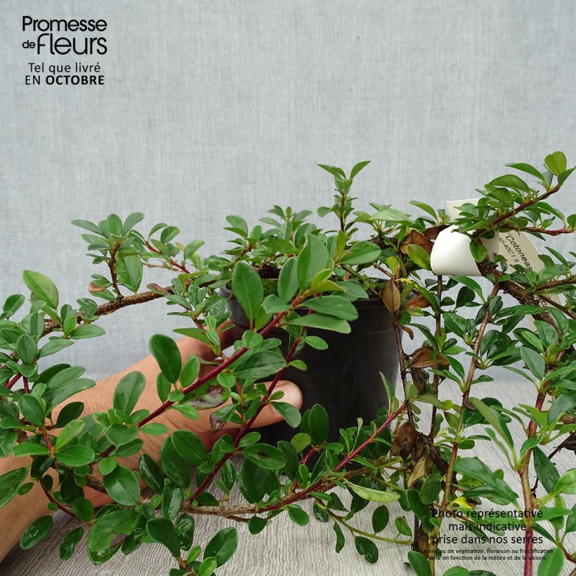 Cotoneaster dammeri Eichholz 1L/1.5L pot sample as delivered in autumn