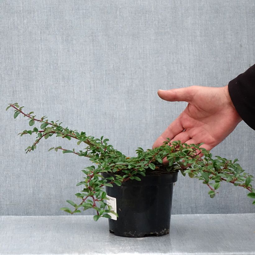 Cotoneaster dammeri Mooncreeper 1L/1.5L pot sample as delivered in autumn