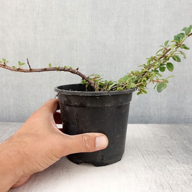 Cotoneaster dammeri Mooncreeper 1L/1.5L pot sample as delivered in summer