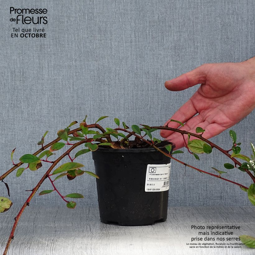 Cotoneaster dammeri Schoon 1L/1.5L pot sample as delivered in autumn