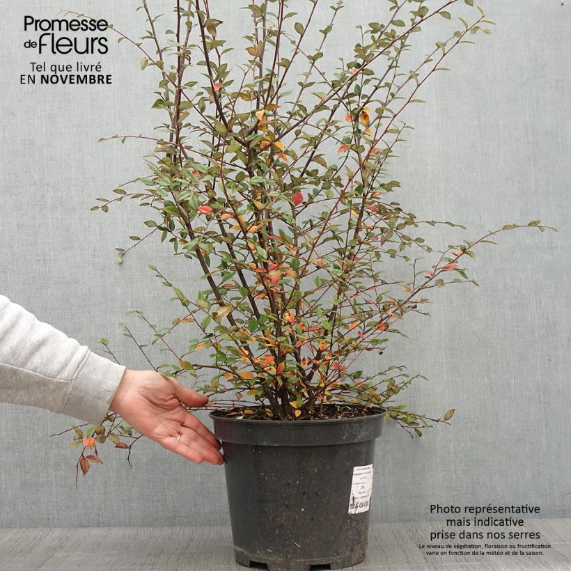 Cotoneaster franchetii 7.5L/10L pot sample as delivered in autumn