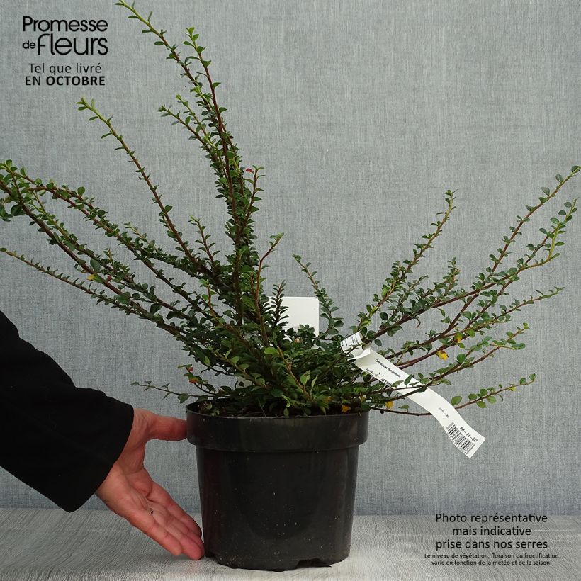 Cotoneaster horizontalis 2L/3L pot sample as delivered in autumn