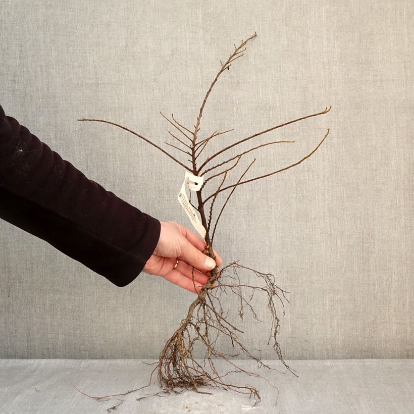 Cotoneaster horizontalis Bare root sample as delivered in winter