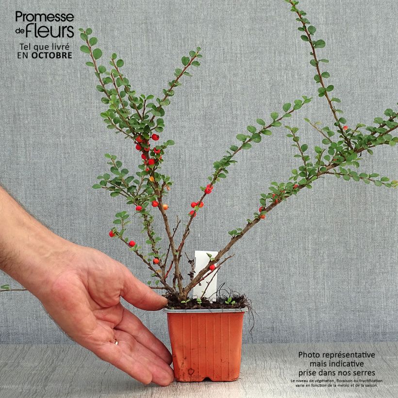 Cotoneaster horizontalis 8/9 cm pot sample as delivered in autumn