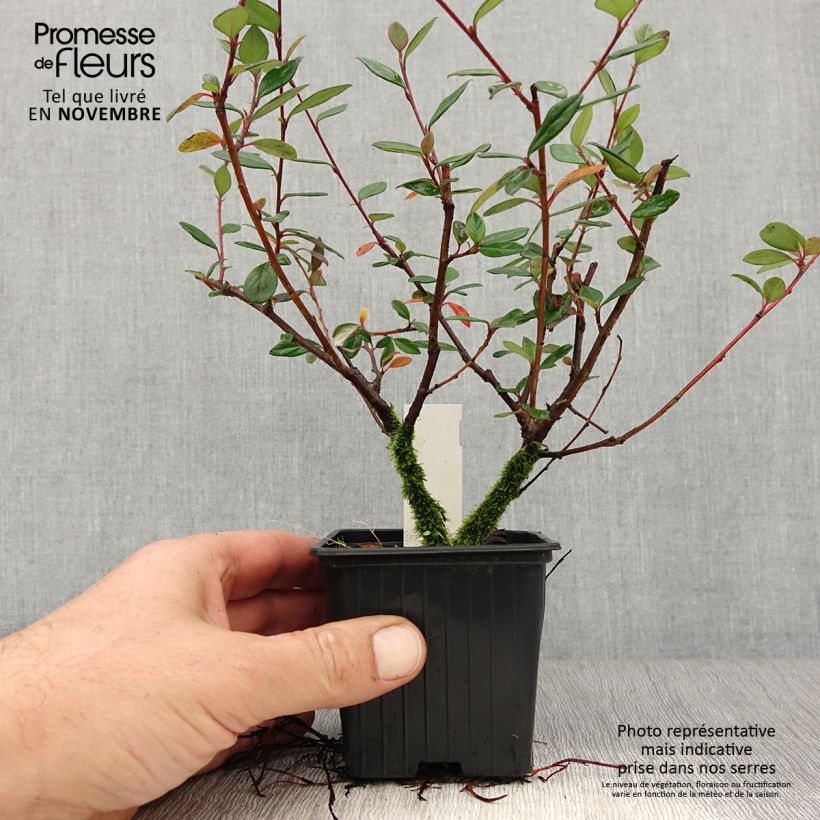 Cotoneaster lacteus - Milky Cotoneaster 8/9 cm pot sample as delivered in autumn