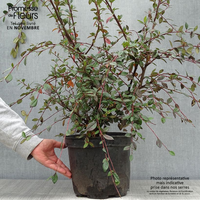 Cotoneaster lacteus - Milky Cotoneaster 7.5L/10L pot sample as delivered in autumn