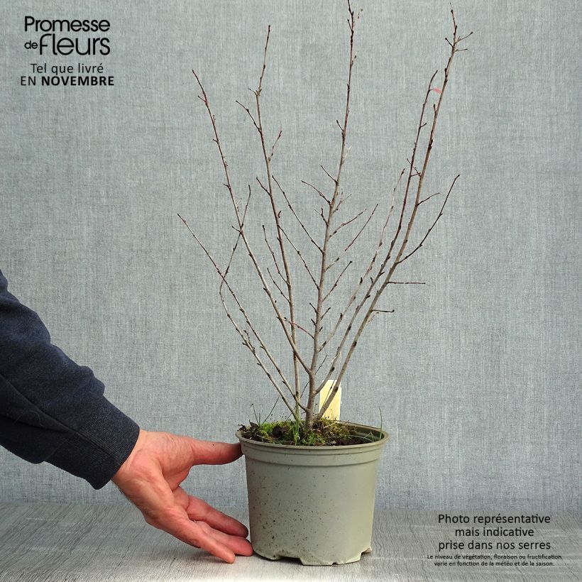 Cotoneaster lucidus 2L/3L pot sample as delivered in autumn