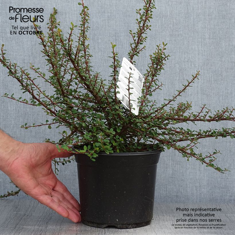 Cotoneaster microphyllus 2L/3L pot sample as delivered in autumn