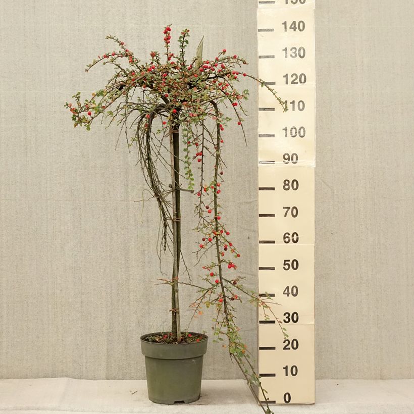 Cotoneaster praecox Boer 7.5L/10L pot sample as delivered in autumn