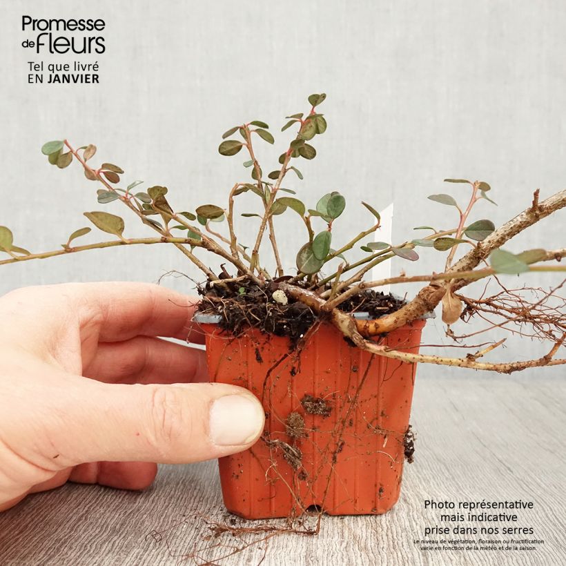 Cotoneaster procumbens Queen of Carpets 8/9 cm pot sample as delivered in winter