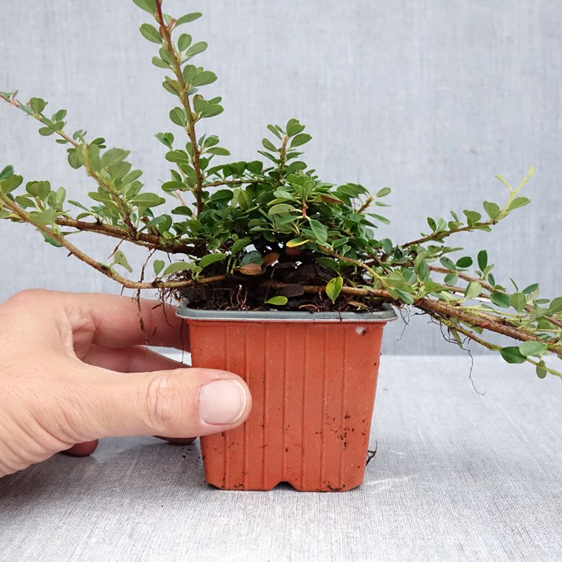 Cotoneaster procumbens Streibs Findling 8/9 cm pot sample as delivered in autumn