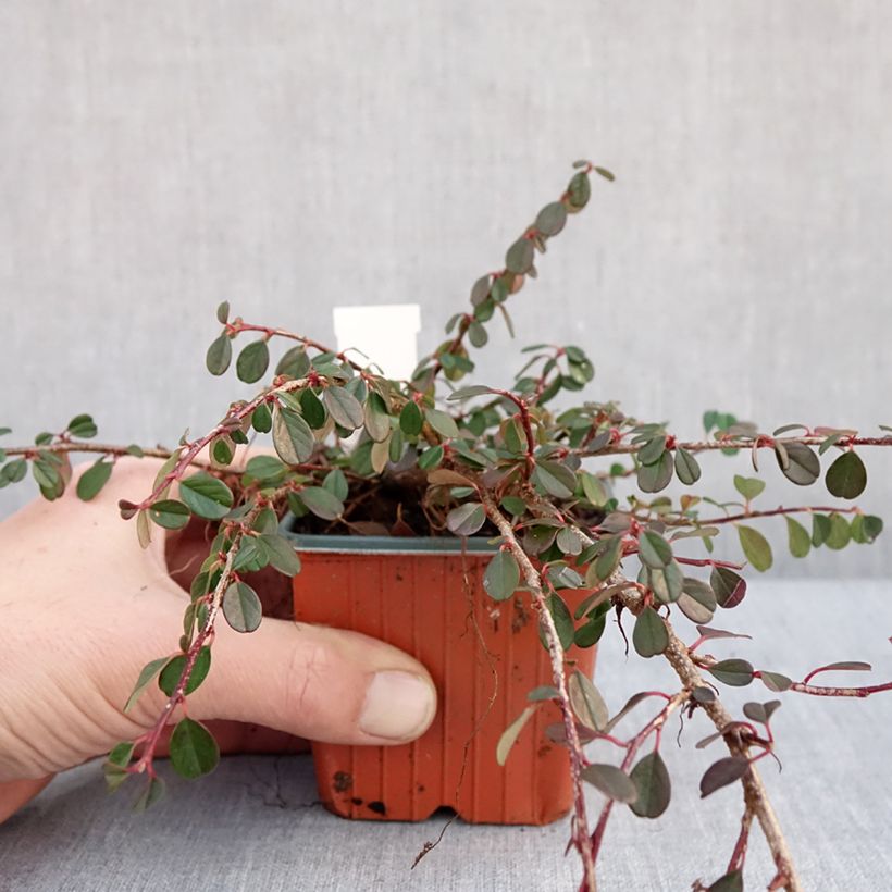 Cotoneaster procumbens Streibs Findling 8/9 cm pot sample as delivered in winter