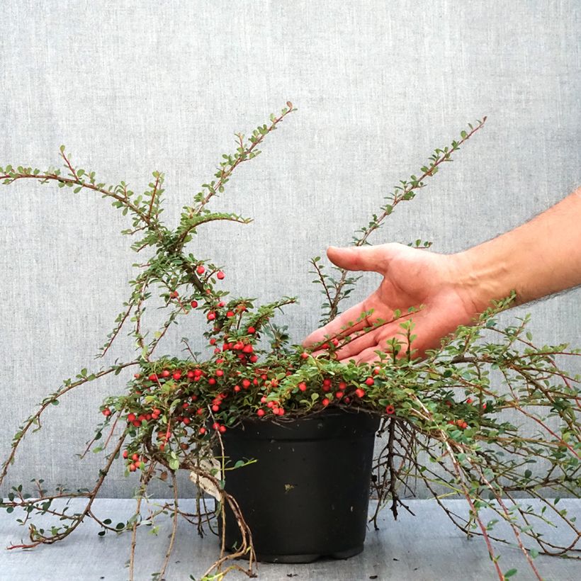 Cotoneaster procumbens Streibs Findling 1.5L/2L pot sample as delivered in autumn