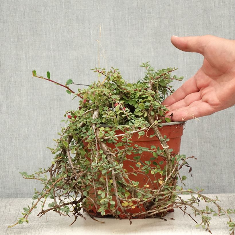 Cotoneaster procumbens Streibs Findling 1.5L/2L pot sample as delivered in summer