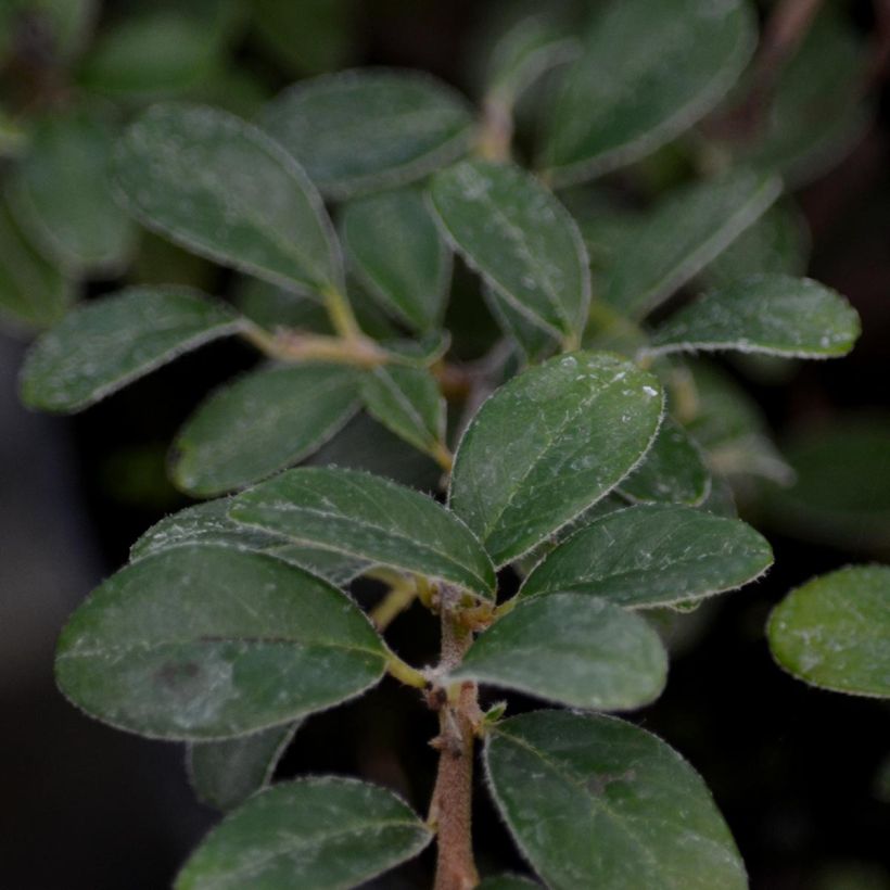 Cotoneaster suecicus Coral Beauty (Foliage)