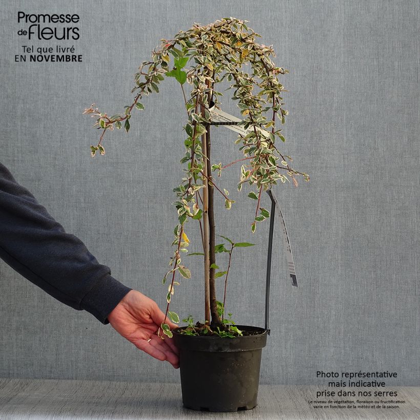 Cotoneaster suecicus Juliette 4L/5L pot sample as delivered in autumn