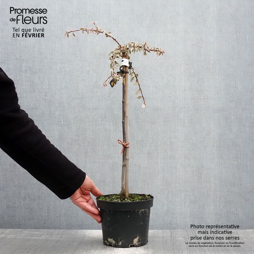 Cotoneaster suecicus Juliette 4L/5L pot sample as delivered in winter