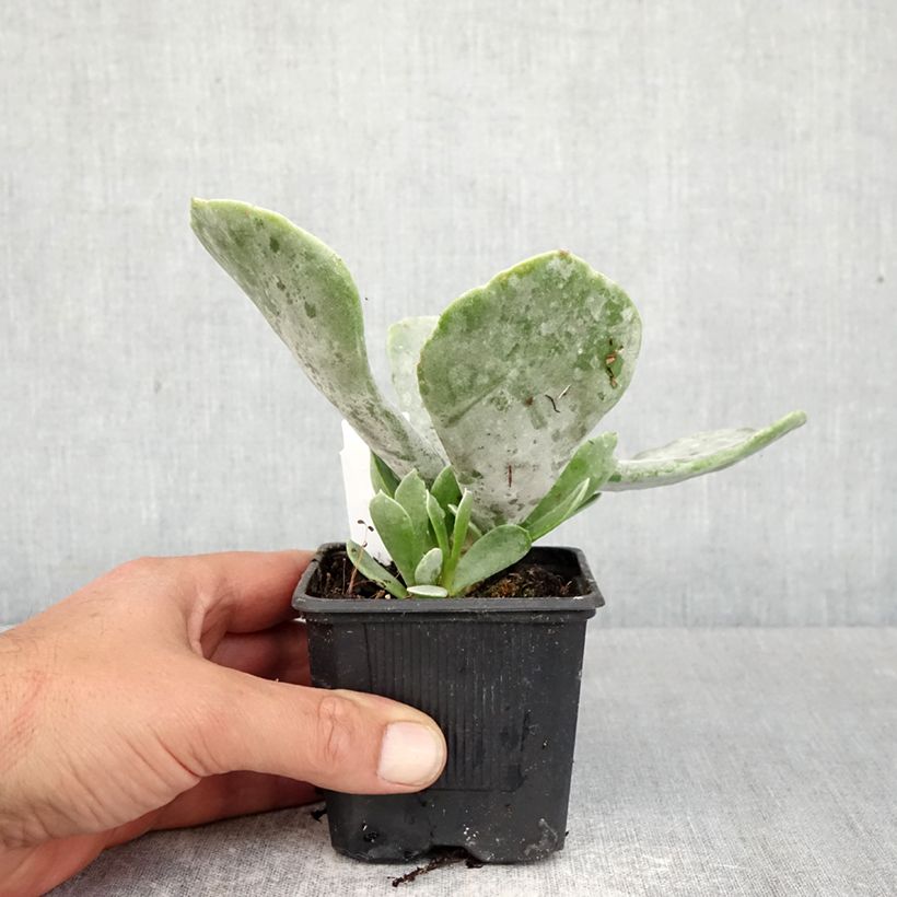Cotyledon orbiculata Silver Dollar 8/9 cm pot sample as delivered in spring