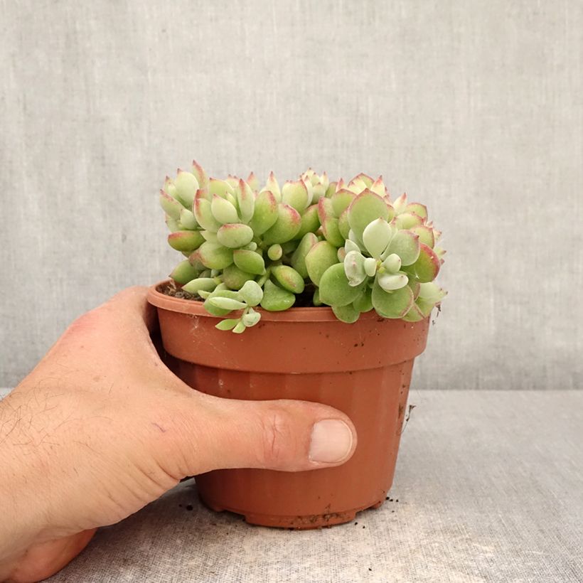Cotyledon pendens  1L/1.5L pot sample as delivered in spring