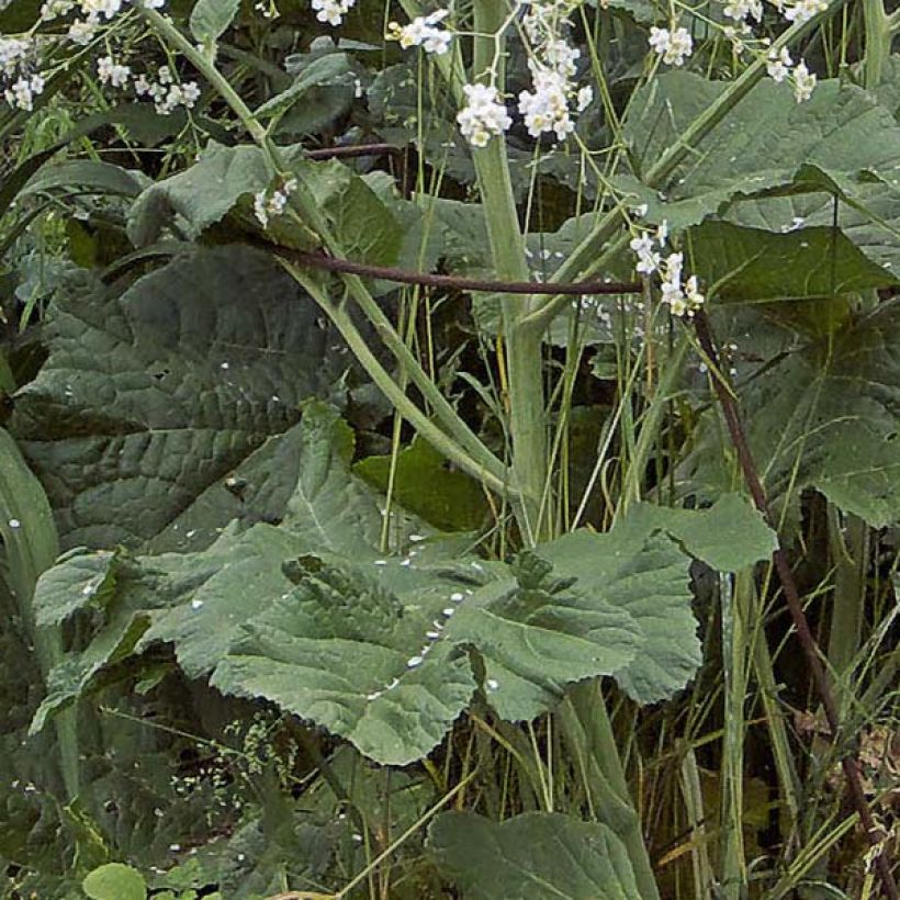 Crambe cordifolia - Greater Sea Kale (Foliage)