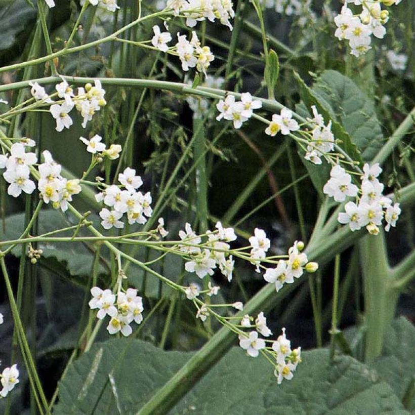 Crambe cordifolia - Greater Sea Kale (Flowering)