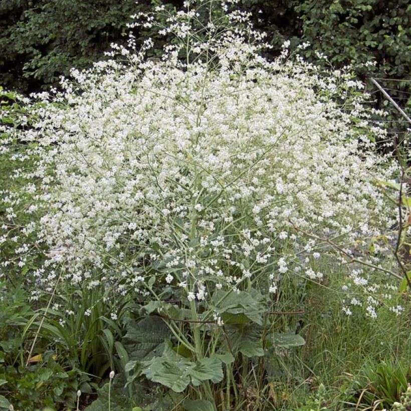 Crambe cordifolia - Greater Sea Kale (Plant habit)