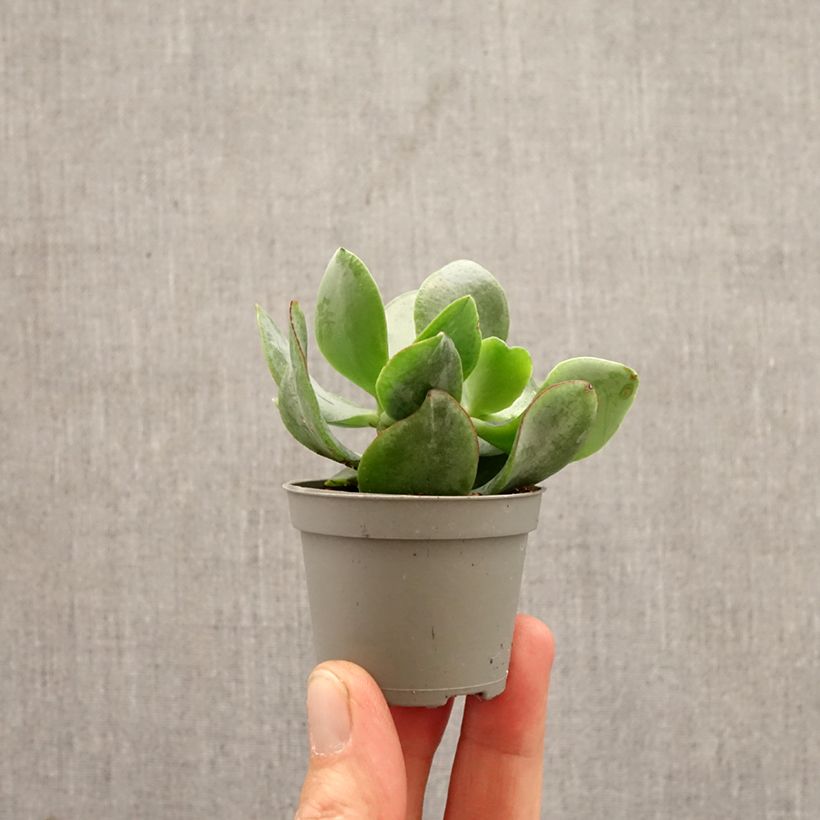 Crassula arborescens Curly Grey mini plant sample as delivered in spring