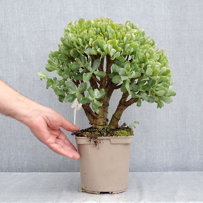 Crassula arborescens Curly Grey 3L/4L pot sample as delivered in summer
