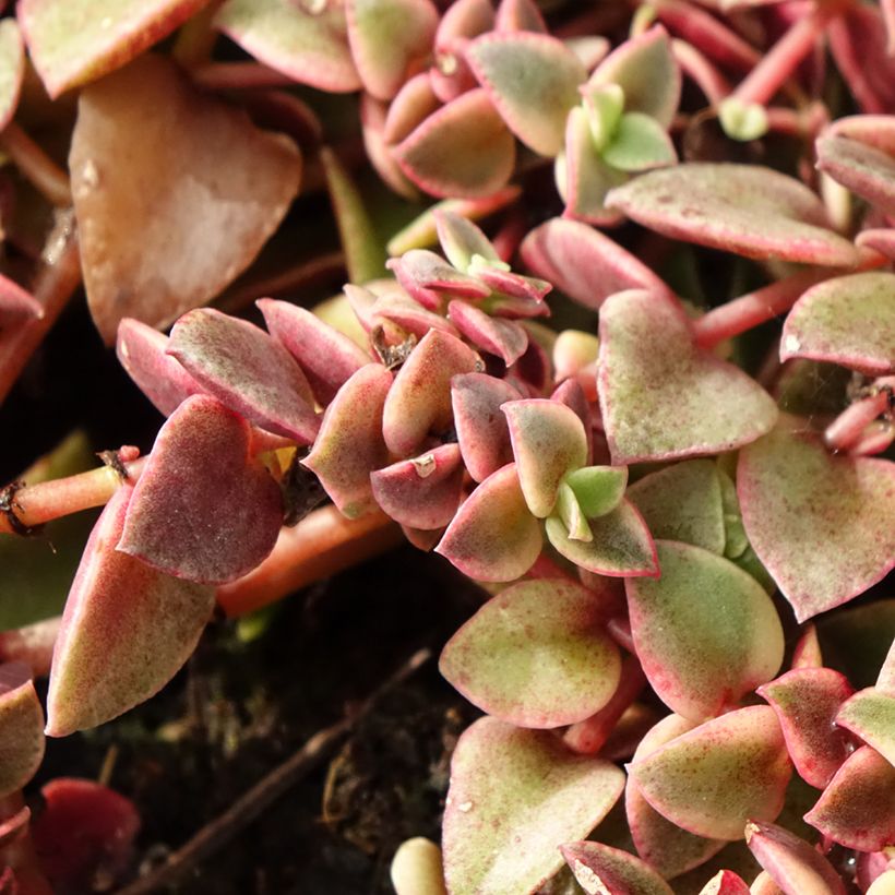 Crassula pellucida subsp. marginalis Desert Diamond - Cotylédon orbiculé Desert Diamond (Foliage)