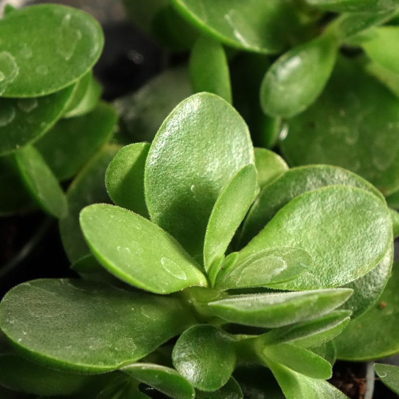 Crassula ovata Money Maker (Foliage)