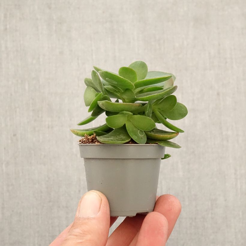 Crassula ovata 'Money Maker' - Crassula à feuilles ovales, Arbre de jade mini plant sample as delivered in spring