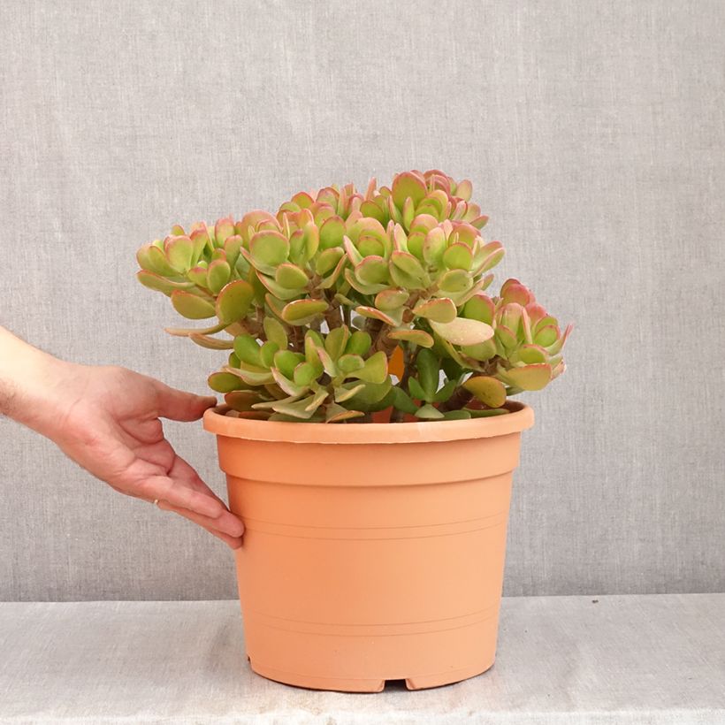 Jade plant - Crassula ovata 7.5L/10L pot sample as delivered in summer