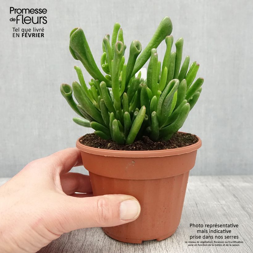 Crassula ovata Hobbit 12cm pot sample as delivered in winter