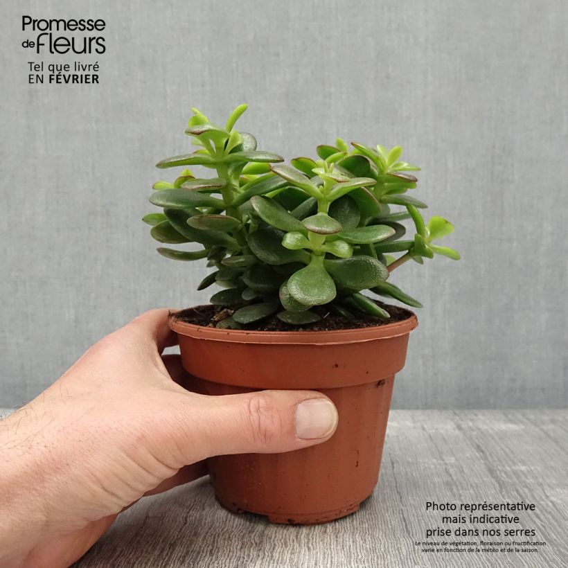 Crassula ovata Minor 1.5L/2L pot sample as delivered in winter