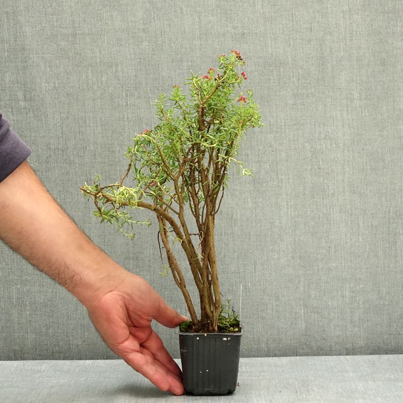 Crassula sarcocaulis Godet de 8/9 cm sample as delivered in summer