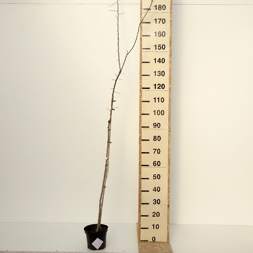 Crataegomespilus dardarii Jules d'Asnière 3L/4L pot sample as delivered in winter