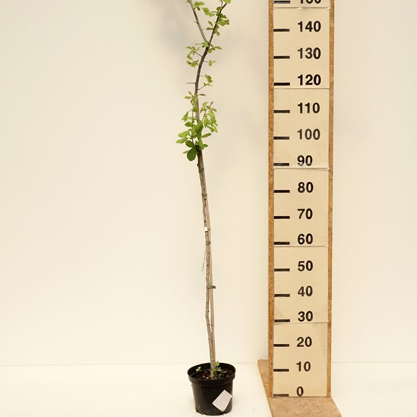 Crataegomespilus dardarii Jules d'Asnière 3L/4L pot, Standard sample as delivered in spring