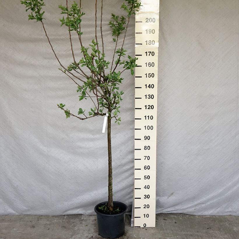 Crataegus azarolus - Hawthorn 7.5L/10L pot, Half standard sample as delivered in spring