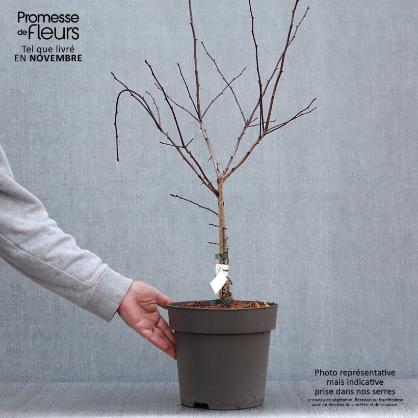 Crataegus crus-galli - Hawthorn 6L/7L pot sample as delivered in autumn