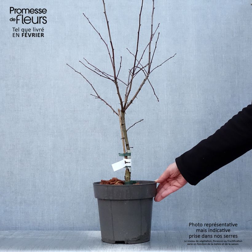 Crataegus crus-galli - Hawthorn 6L/7L pot sample as delivered in winter