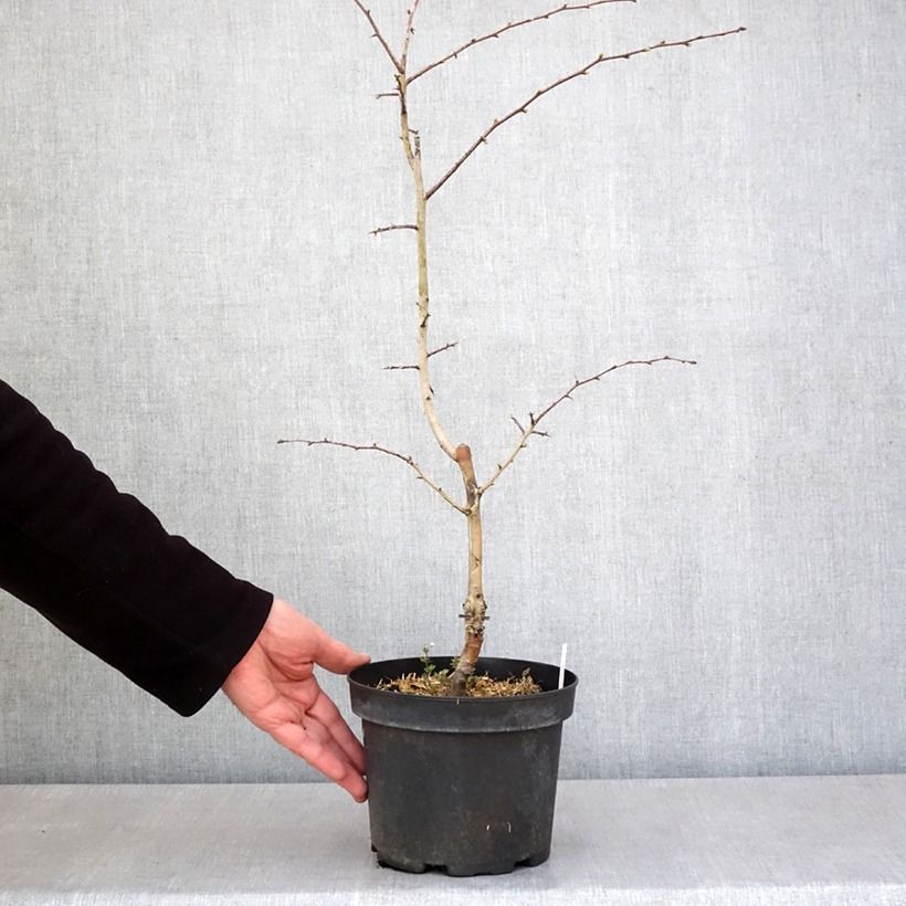 Crataegus laevigata Rosea Flore Pleno - Hawthorn 3L/4L pot sample as delivered in spring