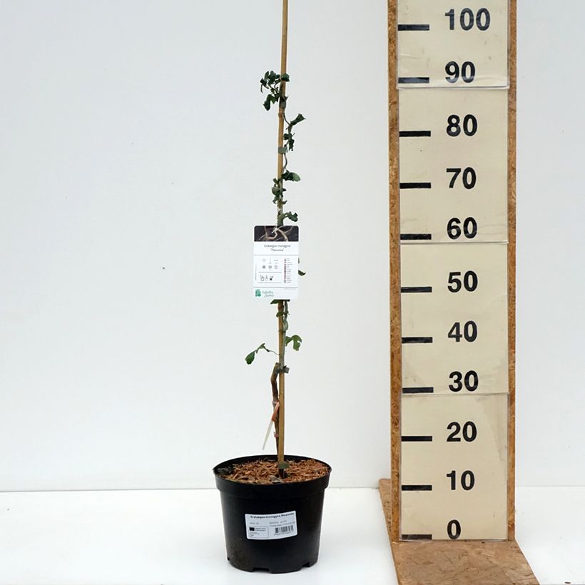 Crataegus monogyna Flexuosa 3L/4L pot sample as delivered in autumn