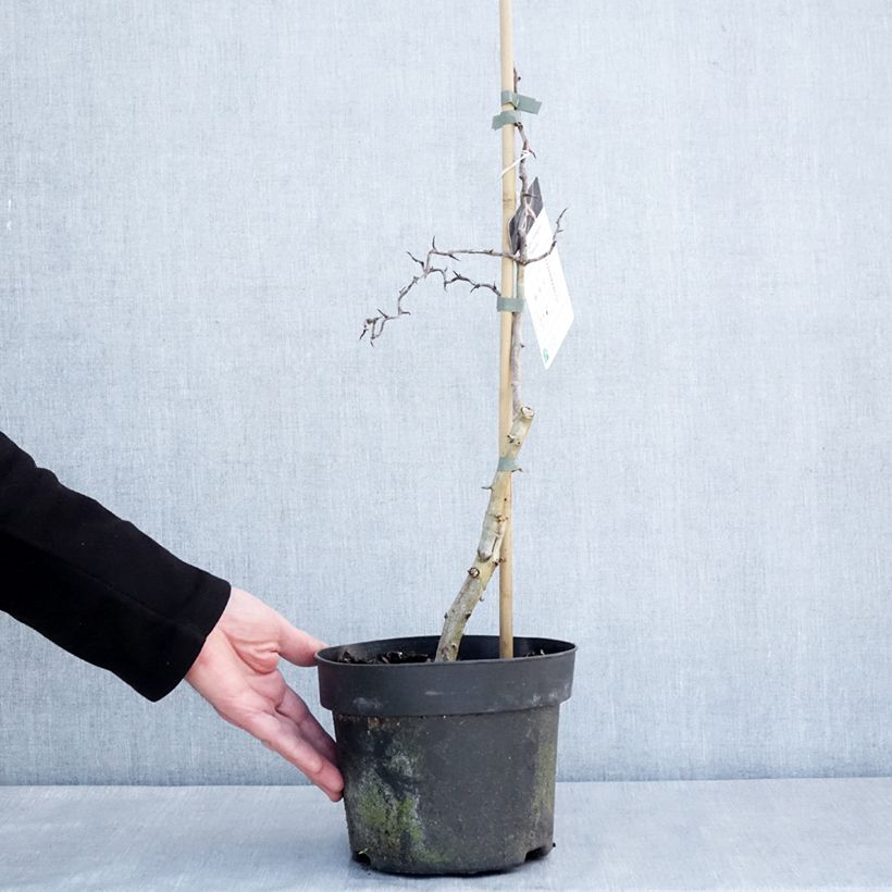 Crataegus monogyna Flexuosa 3L/4L pot sample as delivered in winter